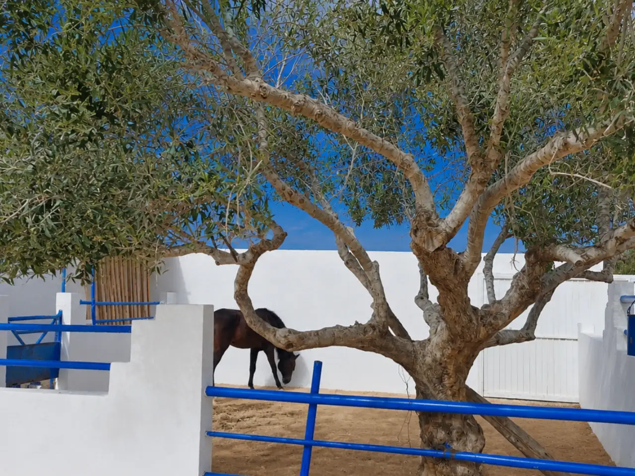 club-equestre-arkou-djerba-3