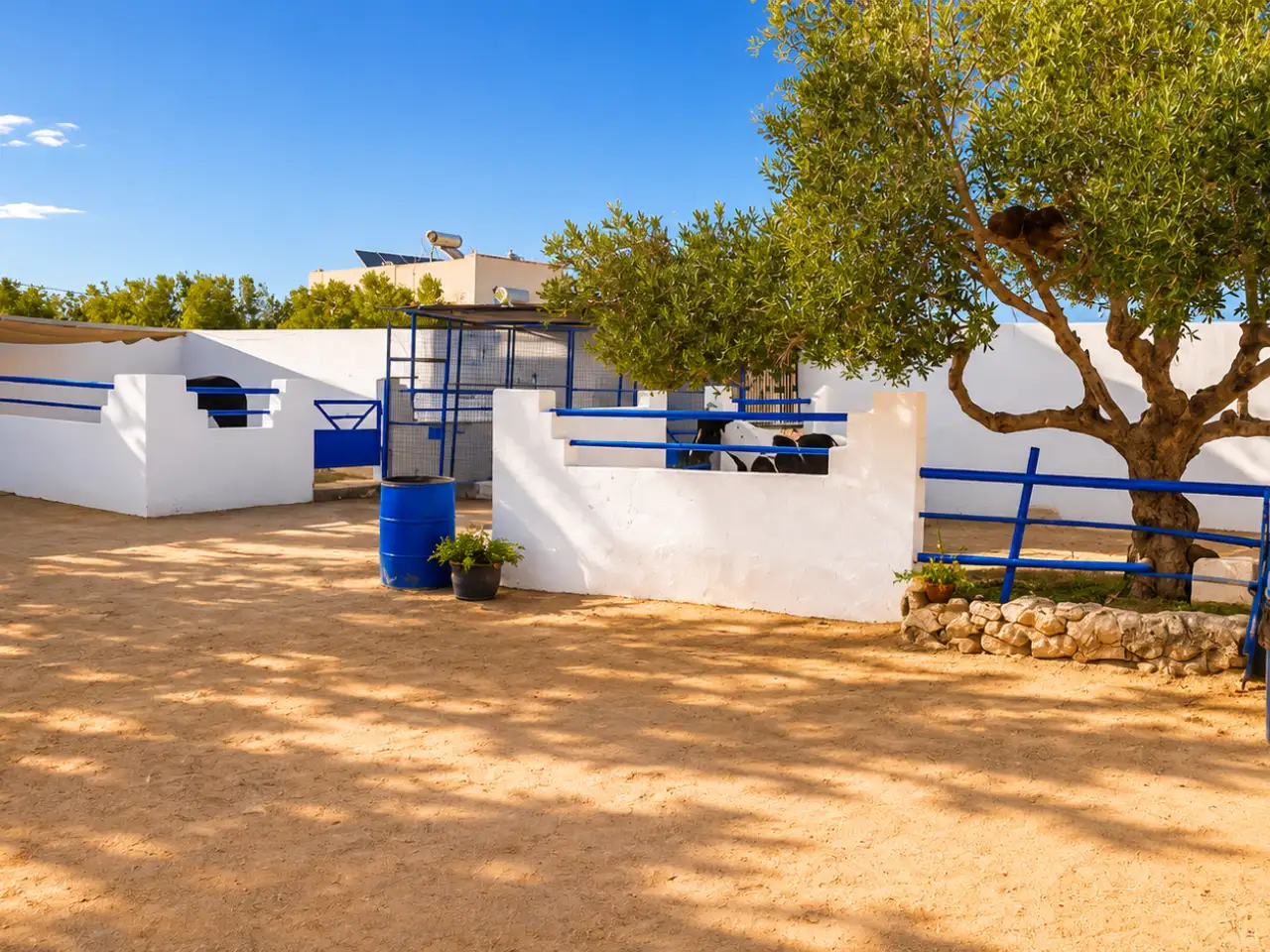 club-equestre-arkou-djerba-8
